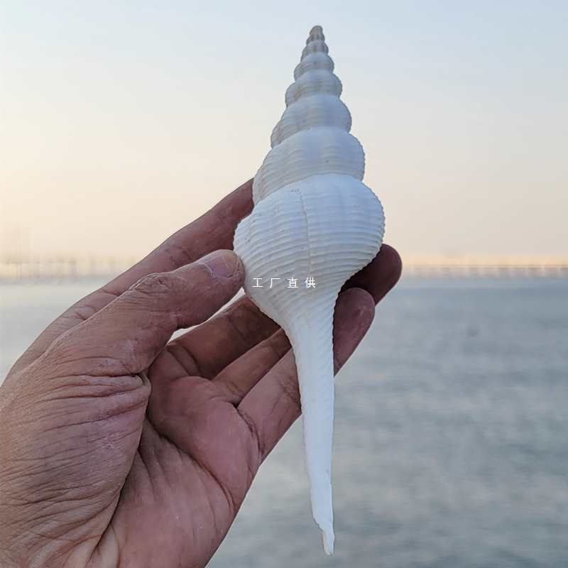 天然大海螺贝壳白旋螺鱼缸水族造景拍摄道具居家摆件地中海装饰