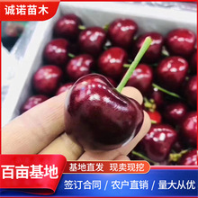 矮化吉塞拉砧木嫁接布鲁克斯大樱桃树苗 乔化黄布鲁克斯大樱桃苗