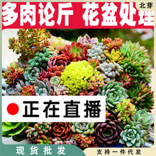 A正在基地直播 云南基地老桩 多肉植物新手阳台