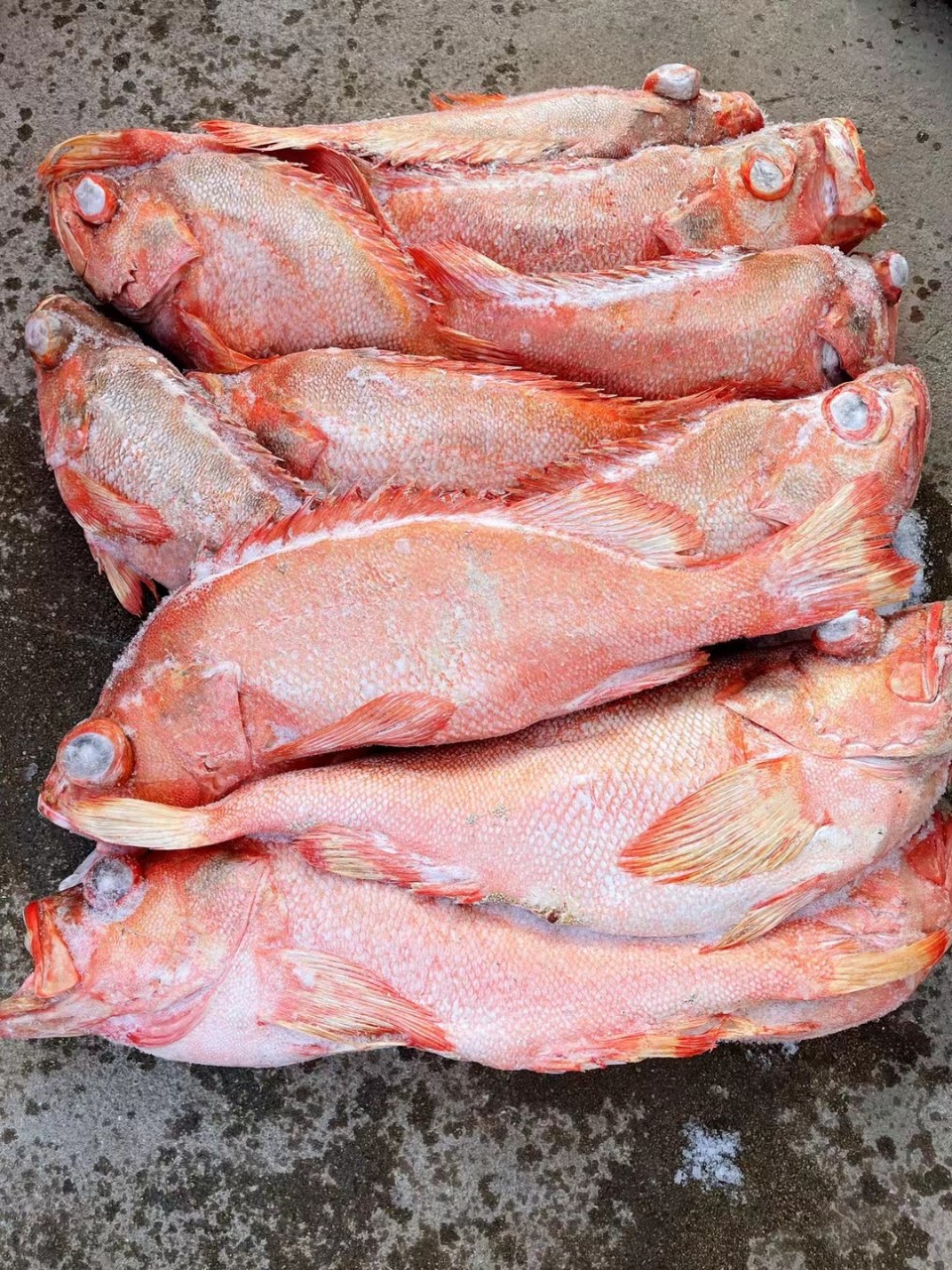 箱装22kg船冻深海挪威冰岛红鱼新鲜红石斑鱼