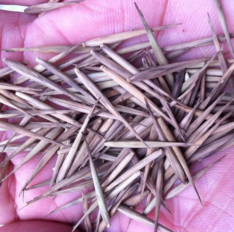 大型食用毛竹种子四季雷竹苗籽竹笋种子种子青竹刚竹竹子楠竹