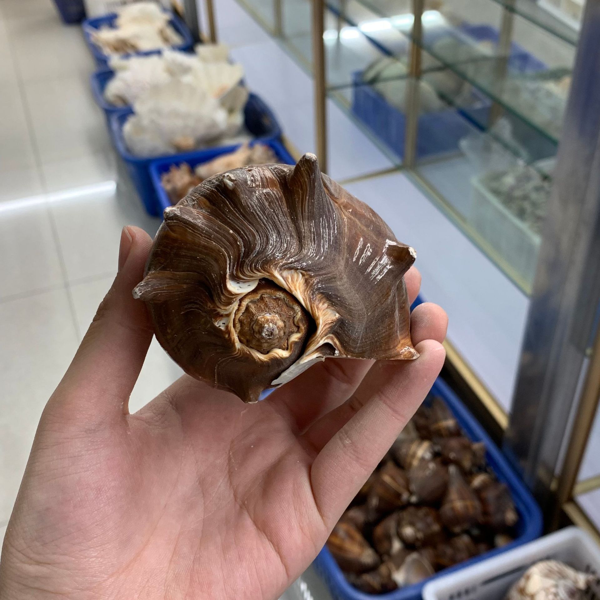 黑香螺 天然海螺贝壳鱼缸造景橱窗摆件山水螺10-13厘米左右