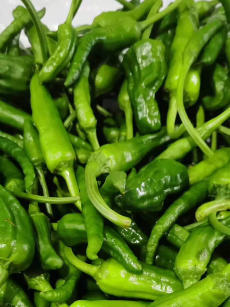 土辣椒薄皮小辣椒老品种重庆农家新鲜蔬菜3斤包邮四川本地青辣椒