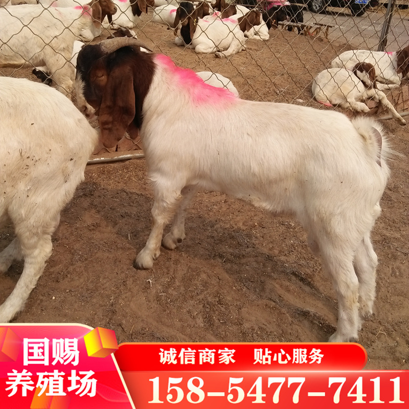 批发纯波尔山羊 江西波尔山羊 江苏波尔山羊 羊羔可送货-阿里巴巴