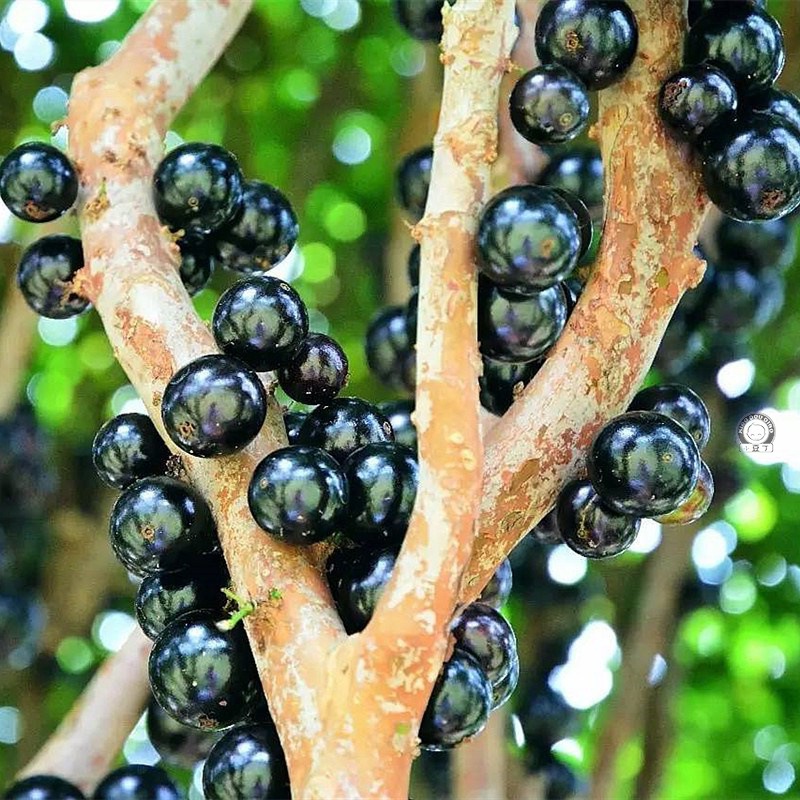 嘉宝果树树葡萄苗阳台庭院四季盆栽水果苗南北方果苗种植当年结果