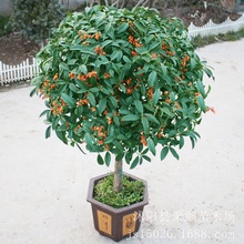 四季桂花树苗金桂浓香型盆栽花卉庭院室内绿植物嫁接沉香丹桂盆景