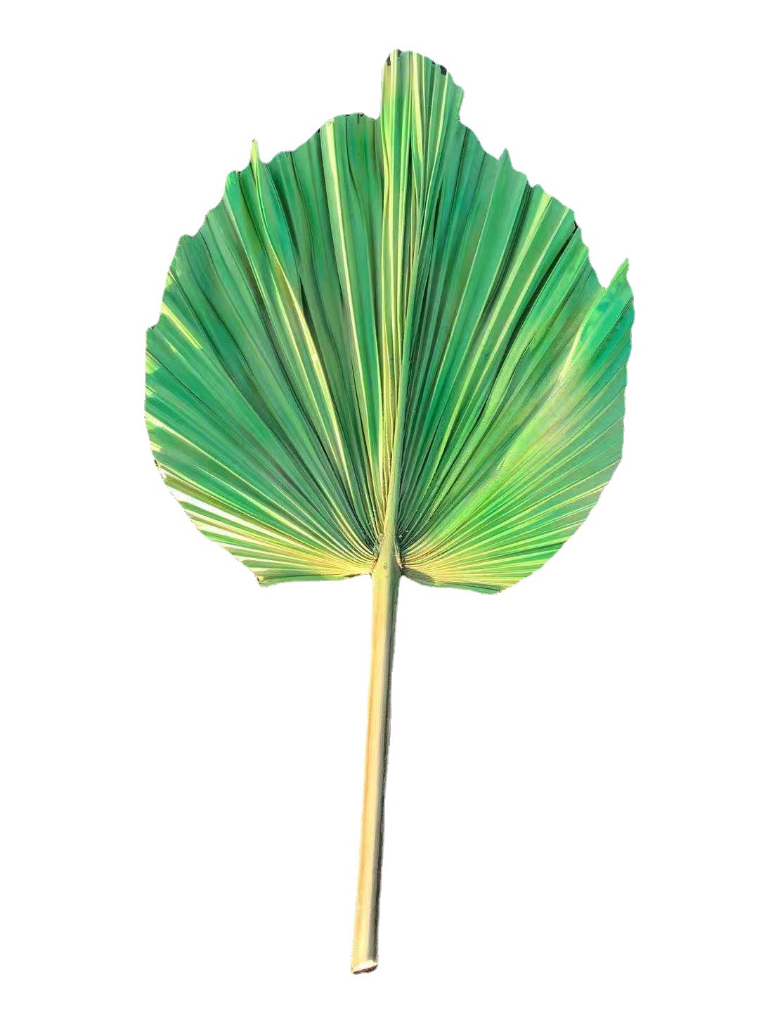 干花仿真花婚礼堂散尾叶葵叶婚庆插花装饰布景道具花材假花配叶