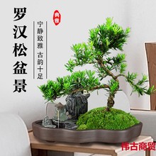 罗汉松盆景老桩植物盆栽雀舌树苗造型树室内花绿植桌面微景观好养