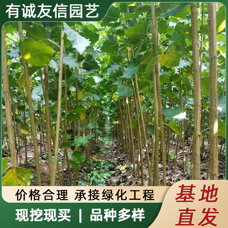 基地出售速生无絮杨树苗河堤植树造林白杨树南北方耐寒绿化工程苗