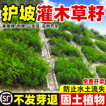 灌木草籽四季常青护坡固土山边坡紫穗槐刺槐绿化矿山绿化复绿草籽