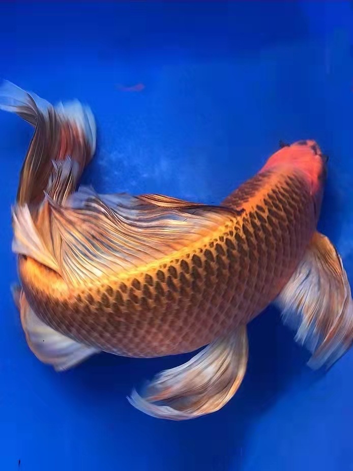 日本进口纯种锦鲤活鱼台湾蝴蝶鲤火凤凰长尾龙凤黄金松叶观赏鱼苗