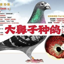 信鸽赛鸽种鸽成绩鸽血统鸽公棚鸽子活体幼鸽特比大鼻子种鸽宠物3