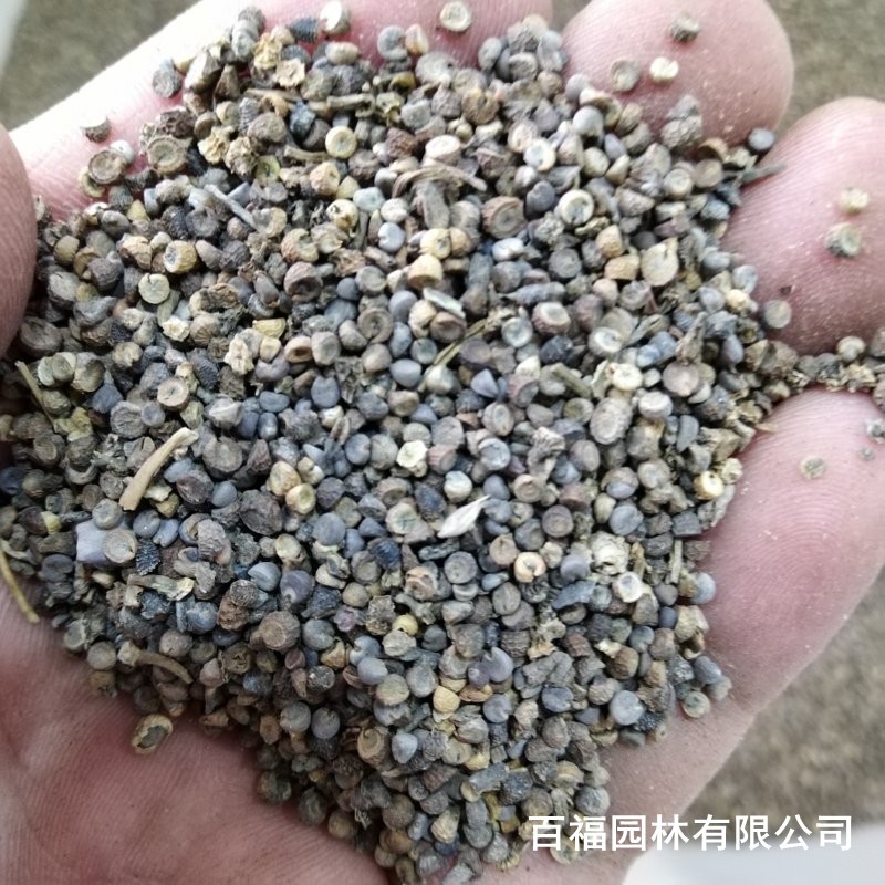 产地批发锦葵种子易活种籽庭院公园花海花种