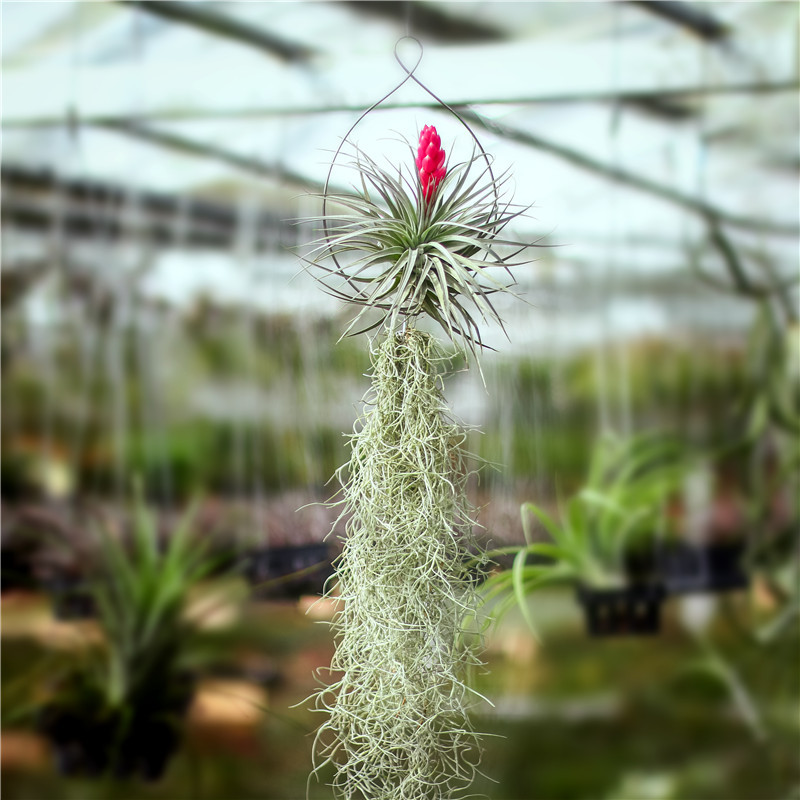 空气凤梨 新手超值套餐 棉花糖花期 30老人须 单环 空凤来仪批发