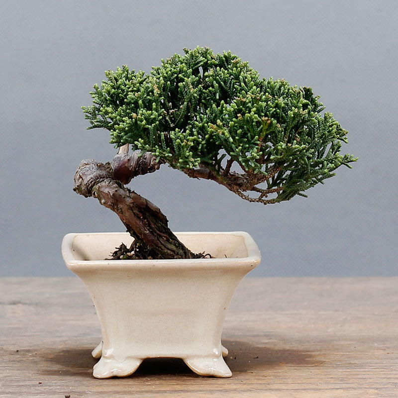 蓝湖柏盆栽日本蓝色波尔瓦净化空气耐寒绿植圣诞冬季庭院阳台植物