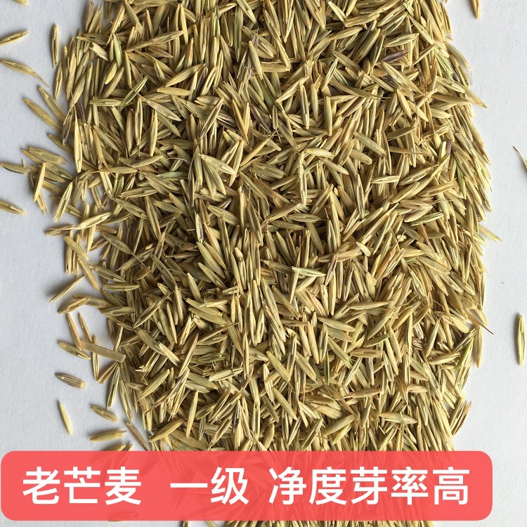 【燕麦种子】-燕麦种子厂家,品牌,图片,热帖-阿里巴巴