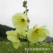 金花葵种子蔬菜种菜芙蓉芙蓉秋葵花卉观赏美观庭院菜香草植物种子