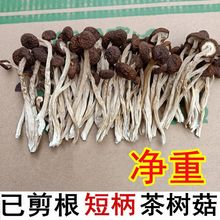 茶树菇干货江西当季茶菇剪根不开伞无干剂剪脚干煲汤香嫩半斤500