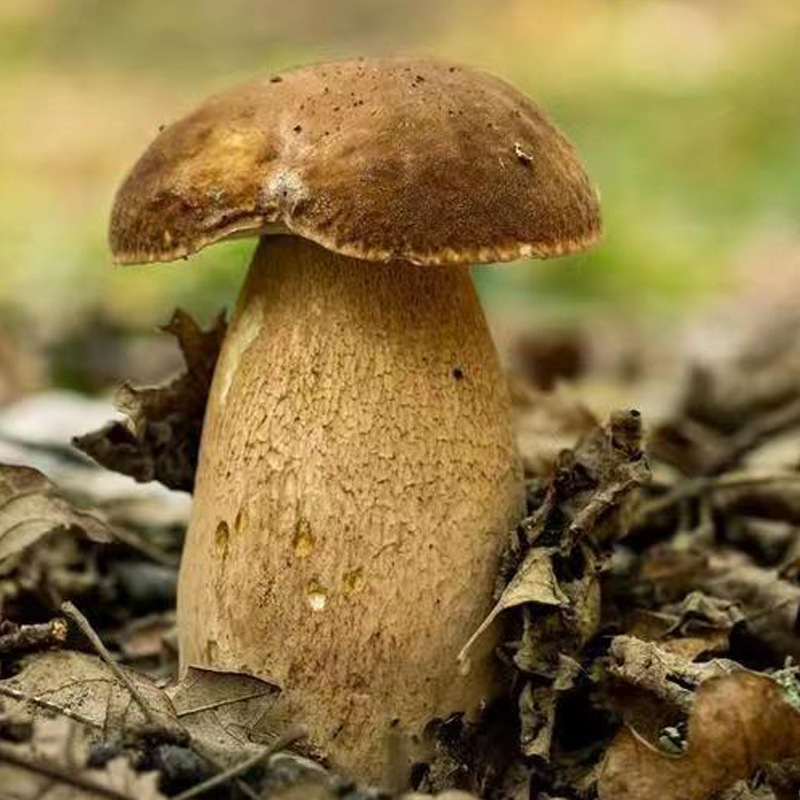 新鲜野生牛肝菌-新鲜野生牛肝菌厂家,品牌,图片,热帖-阿里巴巴