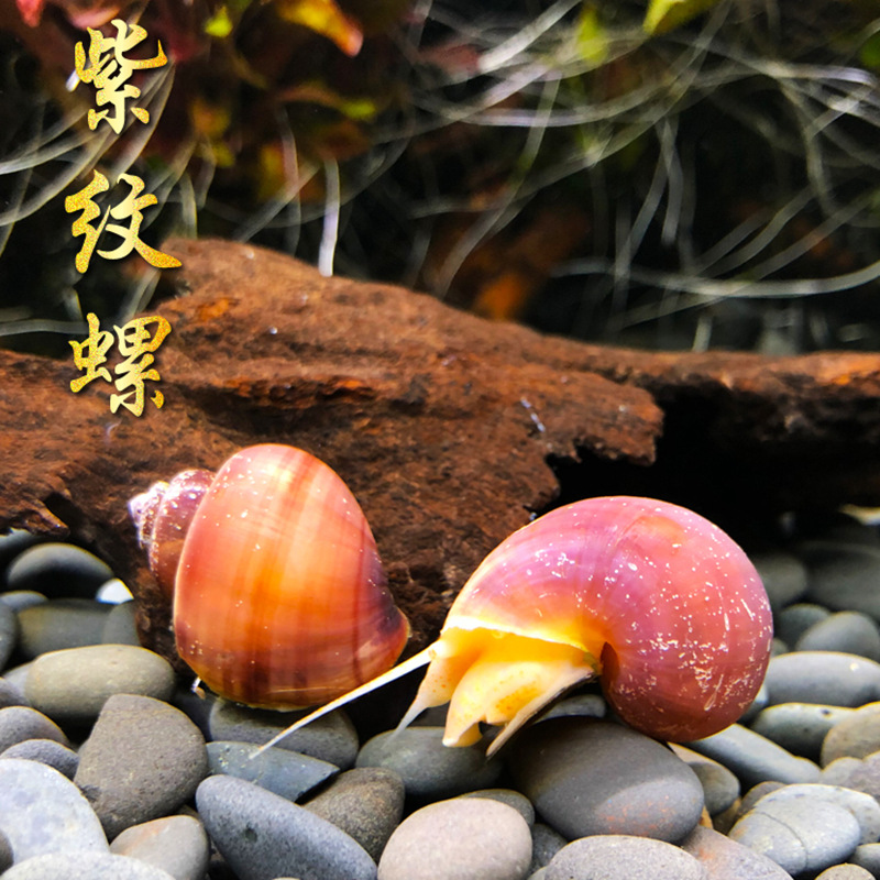 特价紫纹螺紫衣螺观赏螺神秘螺宠物螺工具螺除藻除苔螺活体螺包活