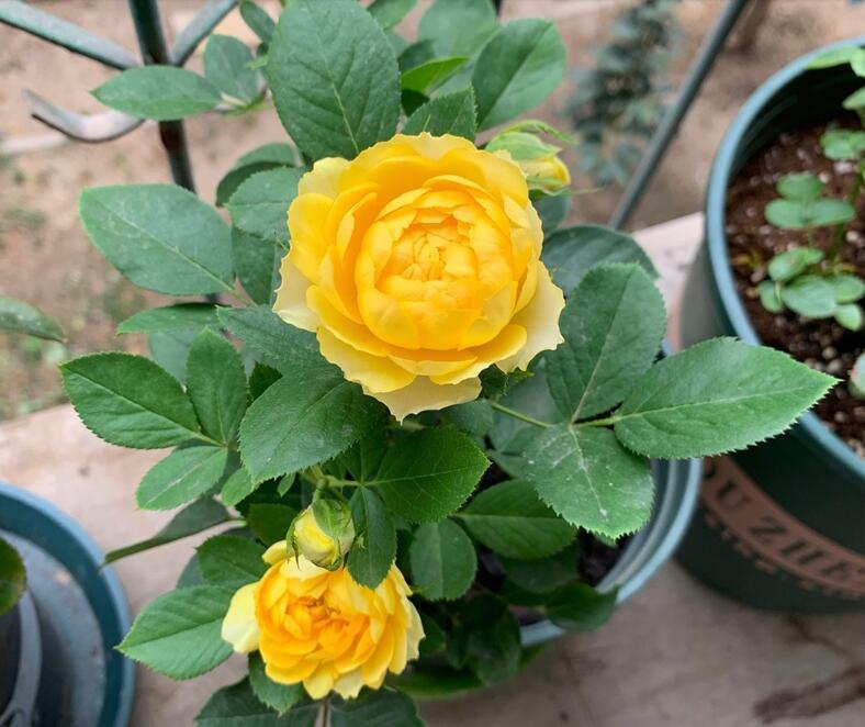 欧月金丝雀月季花苗微型四季室内阳台盆栽多头玫瑰花卉