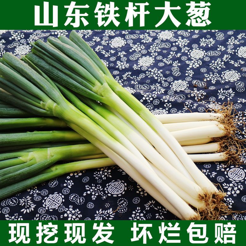 山东铁杆大葱批发新鲜蔬菜大葱现挖现发工厂批发亚马逊跨境混批