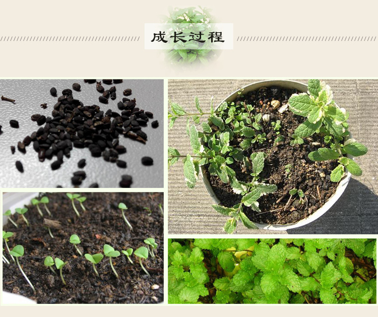 薄荷种子食用薄荷 猫薄荷草盆栽 花卉盆栽 驱蚊香草种子 薄荷盆栽