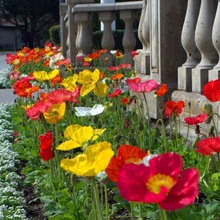 冰岛虞美人花种籽子四季播种开花卉耐寒花籽耐阴庭院易活鲜花种子