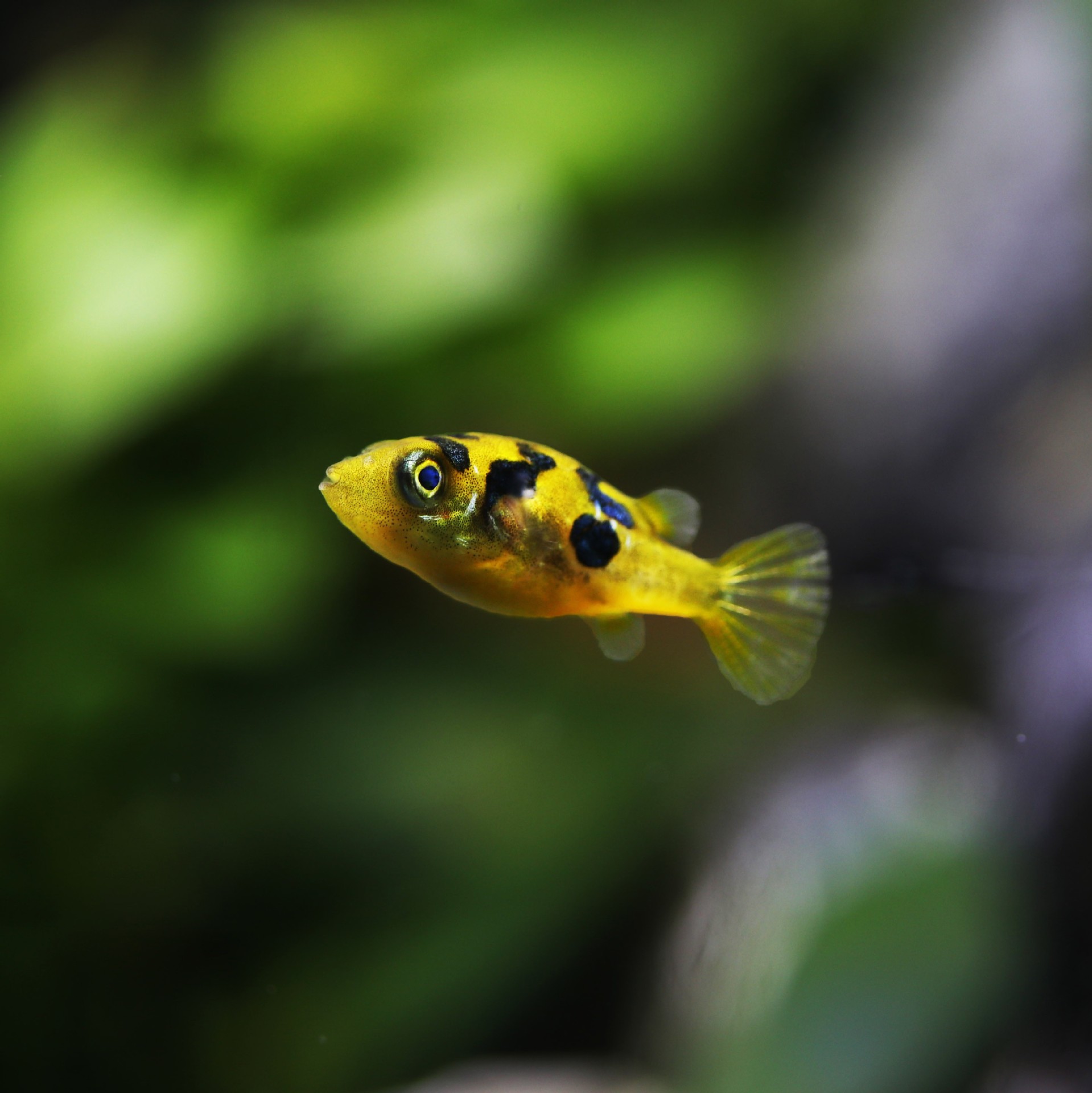 大头娃娃巧克力娃娃鱼活体观赏鱼热带鱼斑马狗头宠物鱼活体