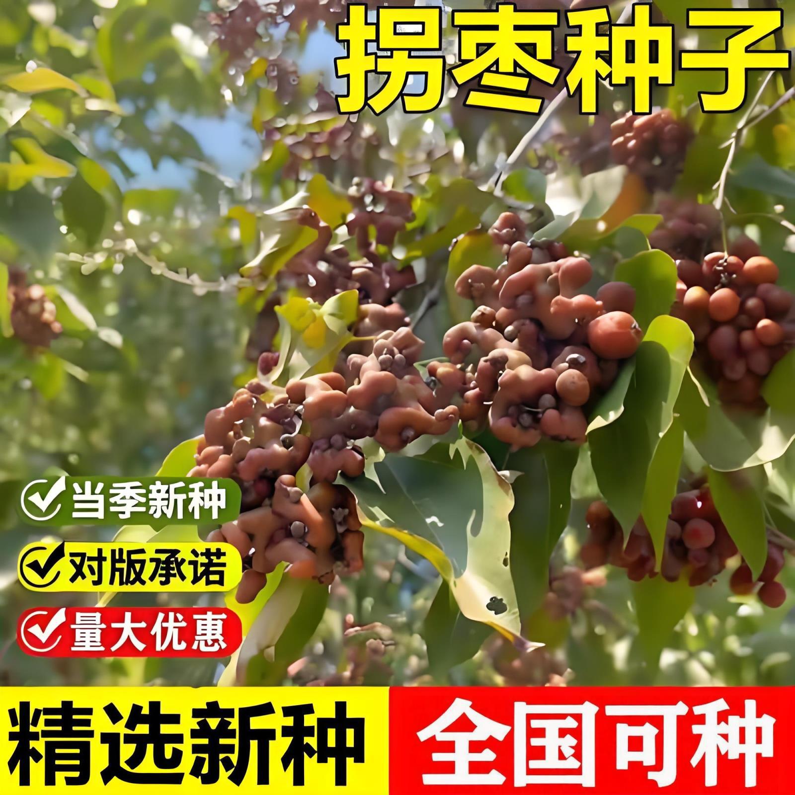 当年新采拐枣树种子枳椇种子鸡爪子万字果金果梨鸡爪树高大乔木树