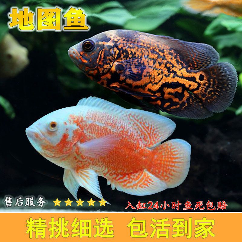 黑白地图鱼猪仔鱼活体观赏鱼热带鱼中大型淡水鱼宠物鱼混养花猪鱼