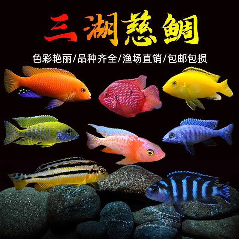 三湖慈鲷鱼马鲷蓝阿里非洲黑线王子蓝斑马热带观赏鱼活体小型淡水
