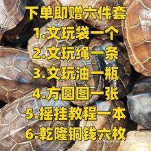 天然完整真文玩金线龟甲摇卦乌龟壳占盘玩富甲手把件客厅家居摆件