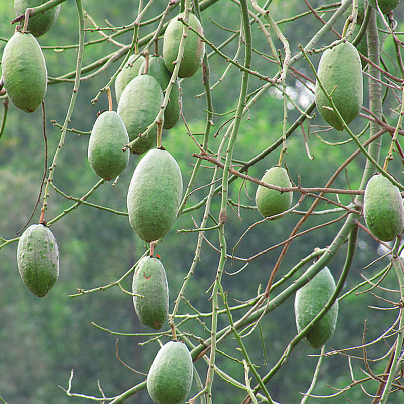 批发木棉花种子美丽异木棉种子乔木种子行道树公园绿化苗木种籽