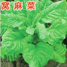 【超三角】叶用好吃窝麻菜莴基菜莴鸡菜种子四川秋季蔬菜种子