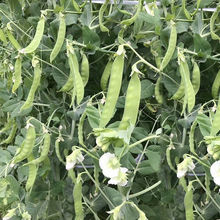白花肉豆种子604荷兰豆种籽荷兰豆豌豆种子秋季农家蔬菜种孑