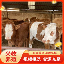西门塔尔牛养殖技术改良肉牛苗杂交黄牛鲁西黄牛价格在线咨询