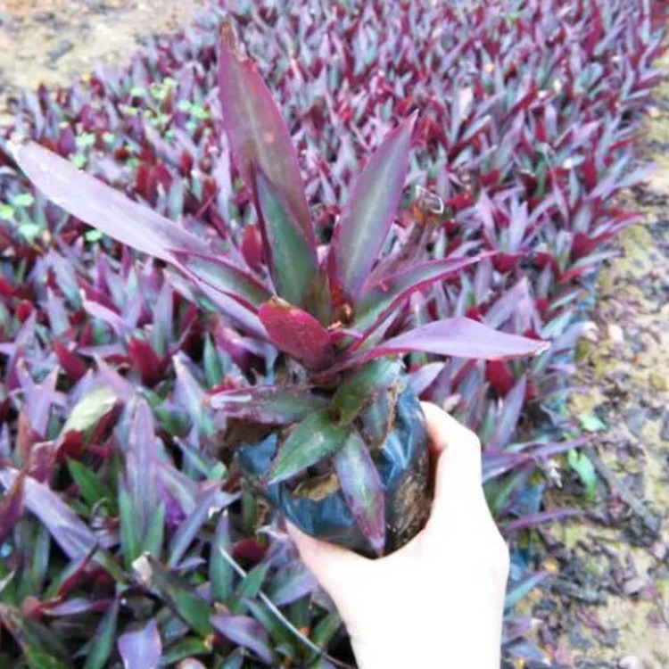 深圳基地批发小蚌兰批发 小蚌兰价格 各种规格,绿化观叶植物-阿里巴巴