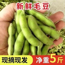 毛豆2022新鲜带壳现摘现发毛豆荚豆角加冰袋发货包邮新鲜厂家批发