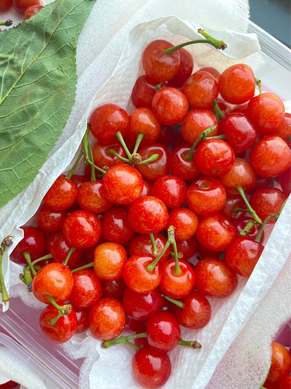 顺丰冷链或空运四川米易小樱桃 新鲜采摘的一件代发