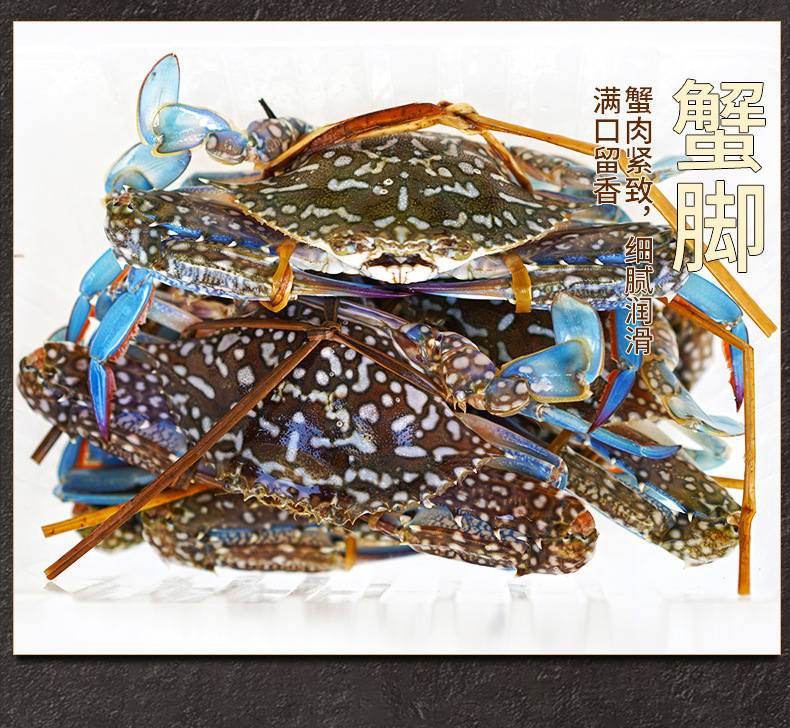批发活冻蓝花蟹冷冻兰花蟹冰冻螃蟹石蟹花盖蟹大海螃蟹酒楼自助餐