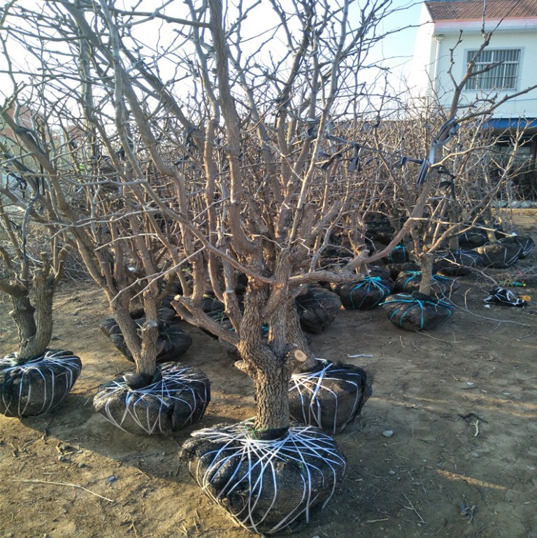 新疆大枣树苗 哈密大枣苗 枣树苗 鸡蛋枣大红枣南方北方种植果树