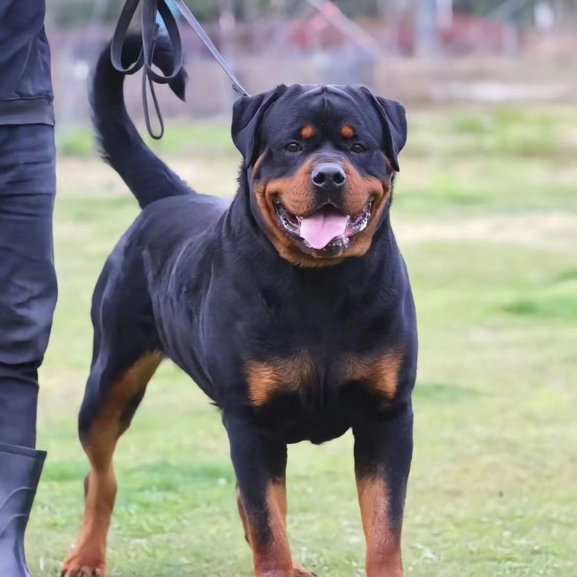 纯种罗威纳犬活体罗威纳犬幼崽德系罗威纳大型犬看家护卫犬-阿里巴巴