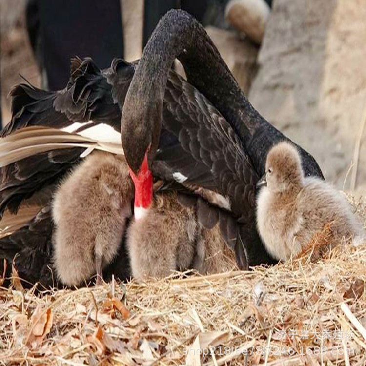 出售 成年黑天鹅产蛋种黑天鹅 黑天鹅幼崽一对受精蛋 观赏天鹅