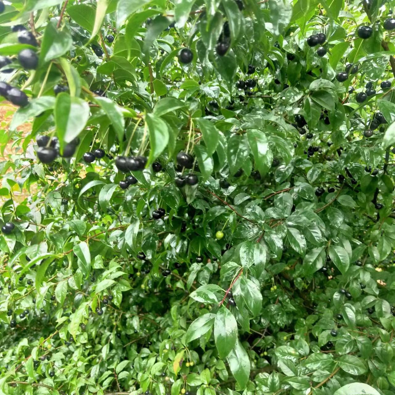 岗梅种子种苗岗梅苗基地直发中药材种苗药材种苗出售中草药种植