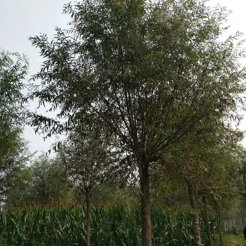 河北保定厂家直供15-18公分旱柳树 冠幅大货源充足