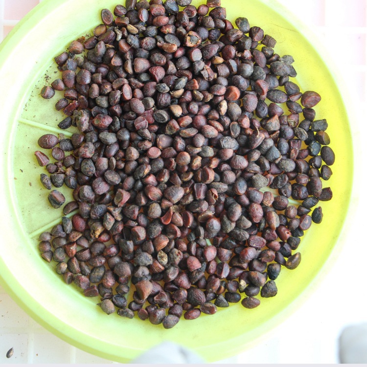 批发乐昌含笑种子 颗粒饱满 新采乐昌含笑种子 量大优惠