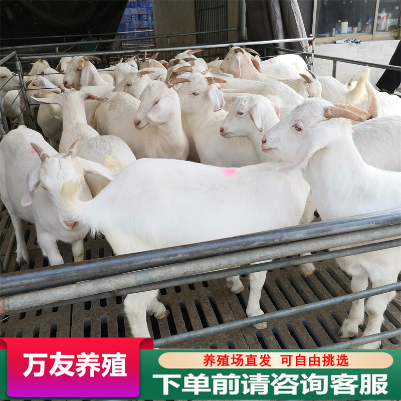 白山羊批发 美国白山羊价格 波尔山羊黑山羊现货出售怀孕头胎孕羊