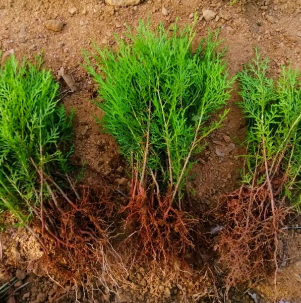 一件代发侧柏树苗扁柏苗松柏庭院绿化荒山造林松柏盆景