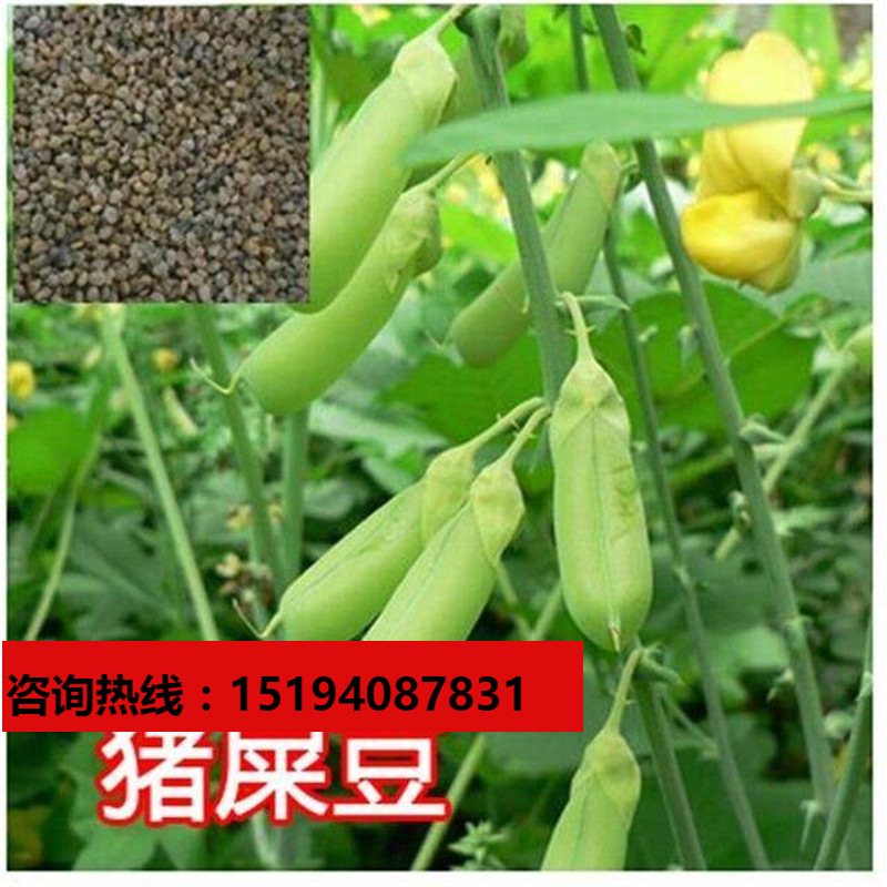 猪屎豆种子椭圆叶护坡水土流失灌木种子耐寒绿肥耐寒种子tm670928
